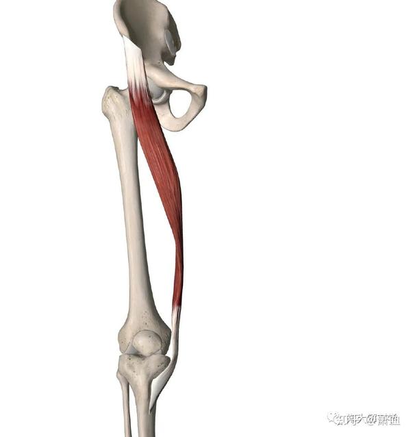 从骨盆向膝关节内侧延伸的长条形带状肌肉,斜过大腿,止点为鹅足腱.