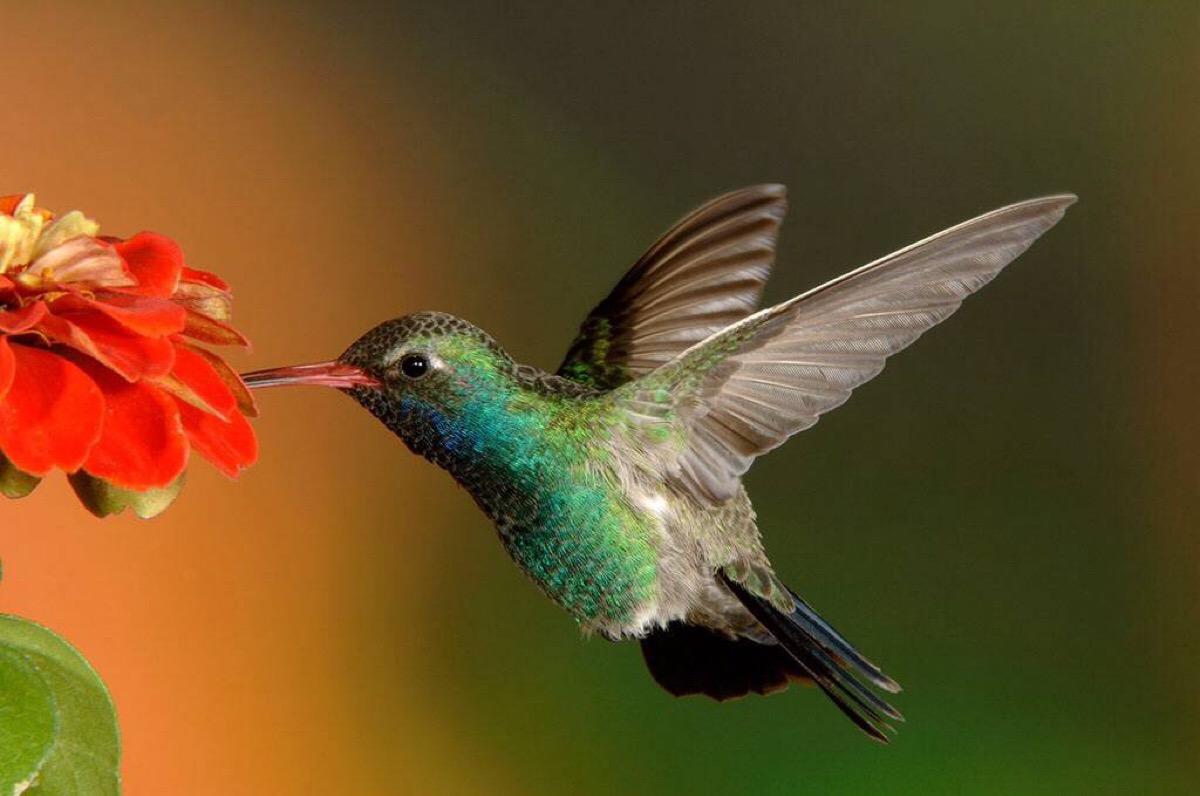 自然:蜂鸟 hummingbirds