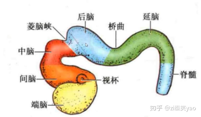 中枢神经系统的胚胎发育