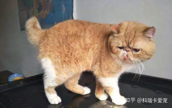 宠物猫咳嗽了怎么办