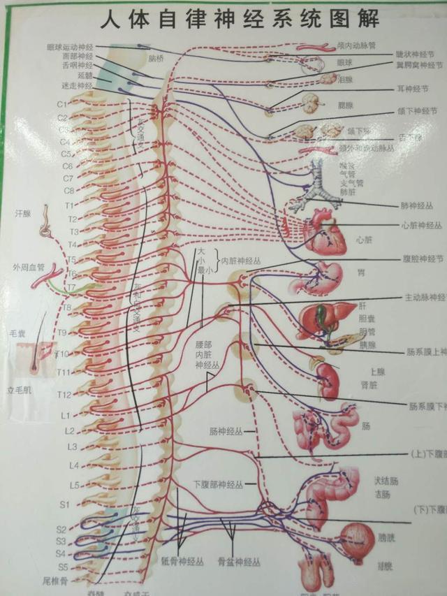 做磁共振,颈椎3-4节突出还压迫到了神经,该怎么办?