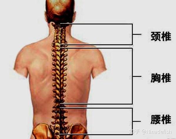 人体颈椎,胸椎,腰椎示意图