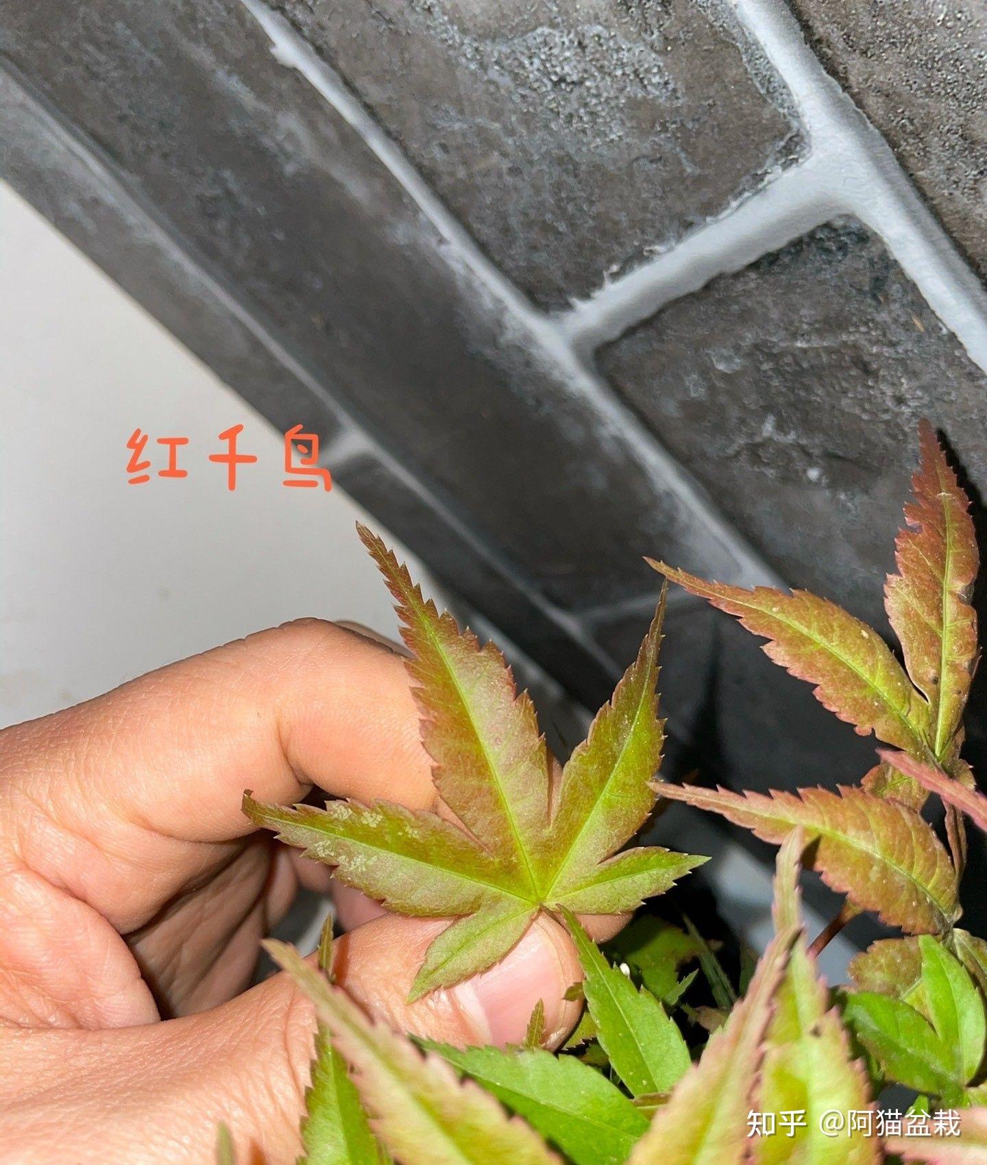 出猩猩红千鸟山红叶叶型对比