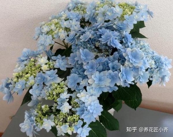 养绣球就是为了赏花,这些绣球具备一个"新能力",它们开花三季