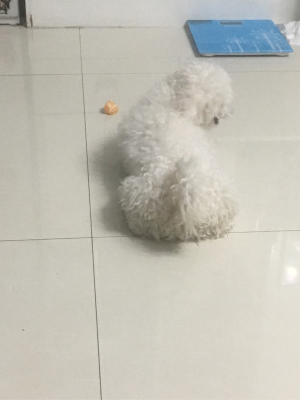 比熊小团子成长日记