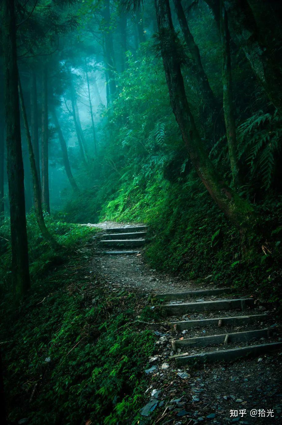 森林壁纸|大自然绿色森林壁纸|森林风景壁纸|唯美图片