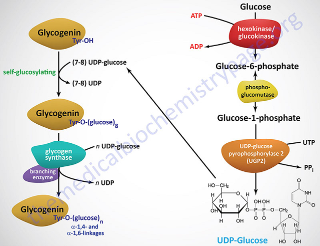 首发于生化杂谈 关注生化领域 9 人 赞同了该文章 糖原(glycogen)是