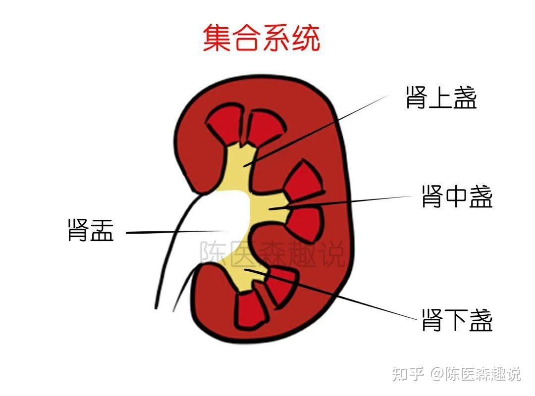 倒立排出肾结石是什么原理