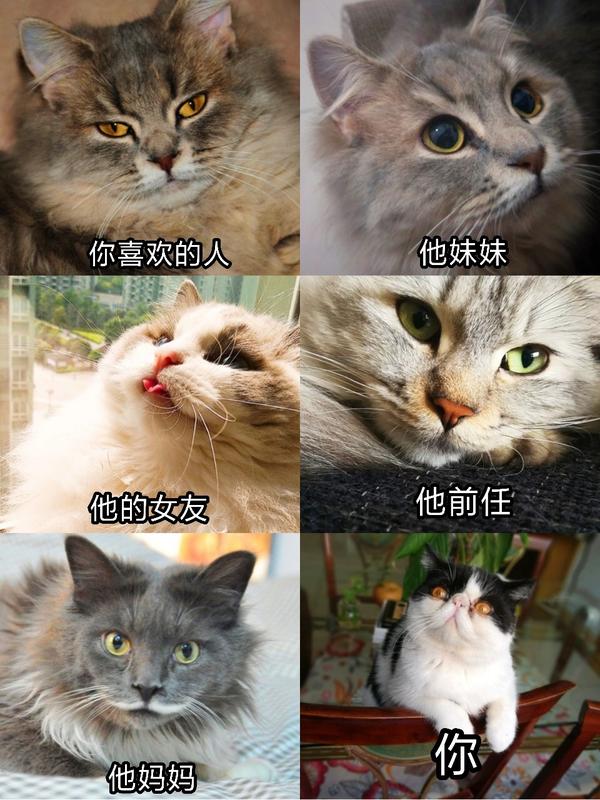为什么很多知乎用户喜欢使用猫咪的表情包?