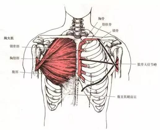 塌腰圆肩驼背含胸靠锻炼能恢复么