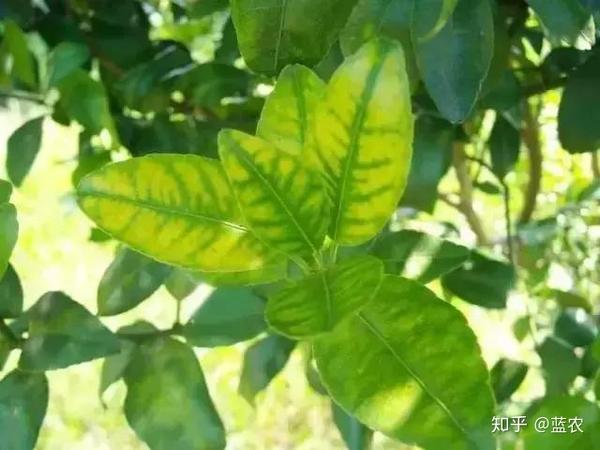 缺镁又称"滞黄病",在福建,广东等省的柑橘产区较为常见,秋末以后常