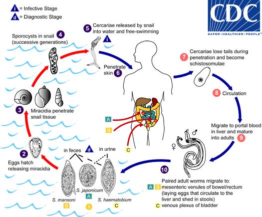 trematodes)日本血吸虫在我国流行的历史十分久远,在我们大长沙
