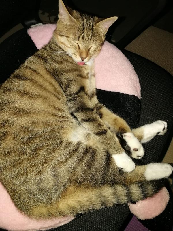 养品种猫和土猫的体验会有多大不同?