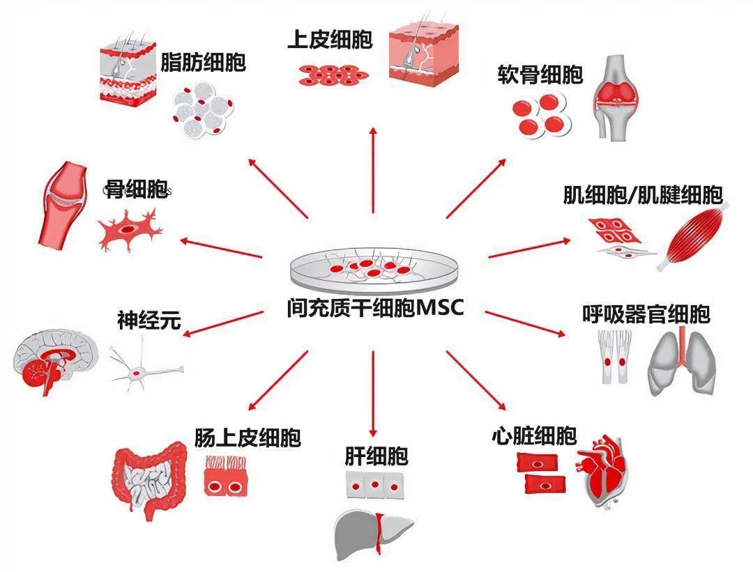 种存在于人体多种组织和器官间质中的成体干细胞,能够分化为成骨细胞