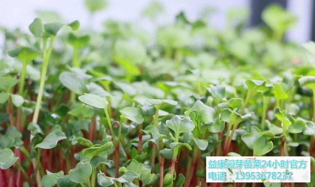 芽苗菜种植技术之萝卜苗的种植方法