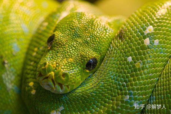 梦境解密，梦到绿色小细蛇咬你，是吉是凶？——从心理与传统文化双角度分析