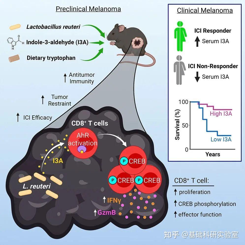 首次发现Cell肠道益生菌能从肠道转移到肿瘤促进肿瘤免疫治疗 知乎