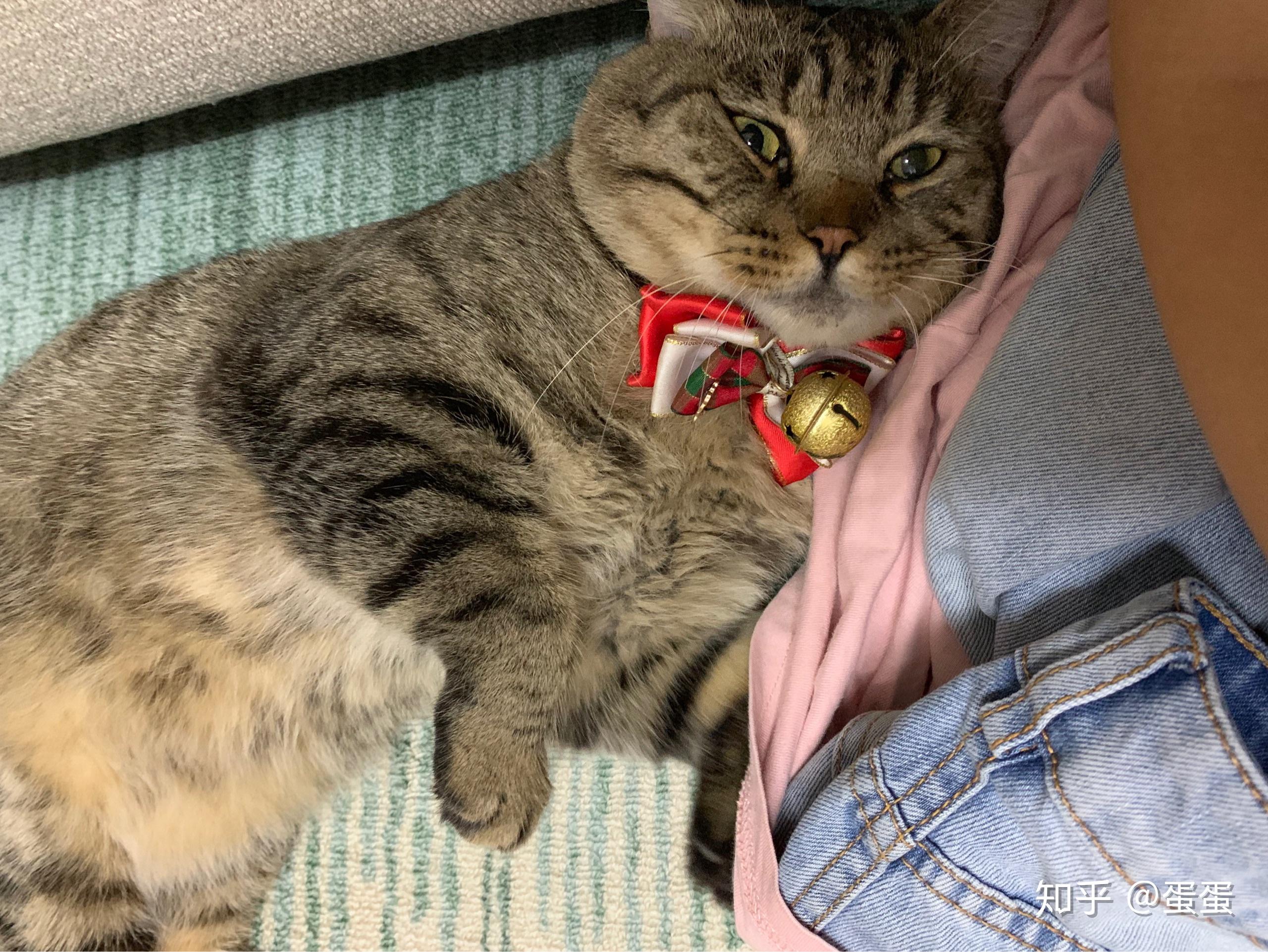 狸花猫会发腮吗
