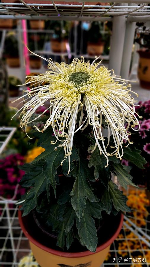 不是花中偏爱菊此花开尽更无花武汉第三十八届金秋菊展一瞥