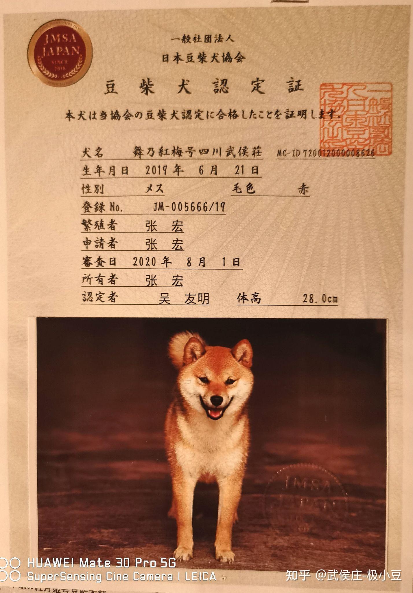 柴犬一岁两个月了体重还是15斤身体一切健康请问这是小体柴吗还是说是
