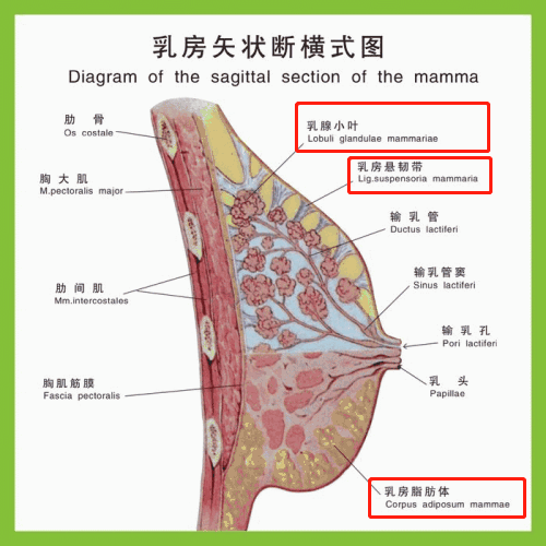 乳房里有:脂肪组织,结缔组织(乳房悬韧带,还有少部分乳腺组织.