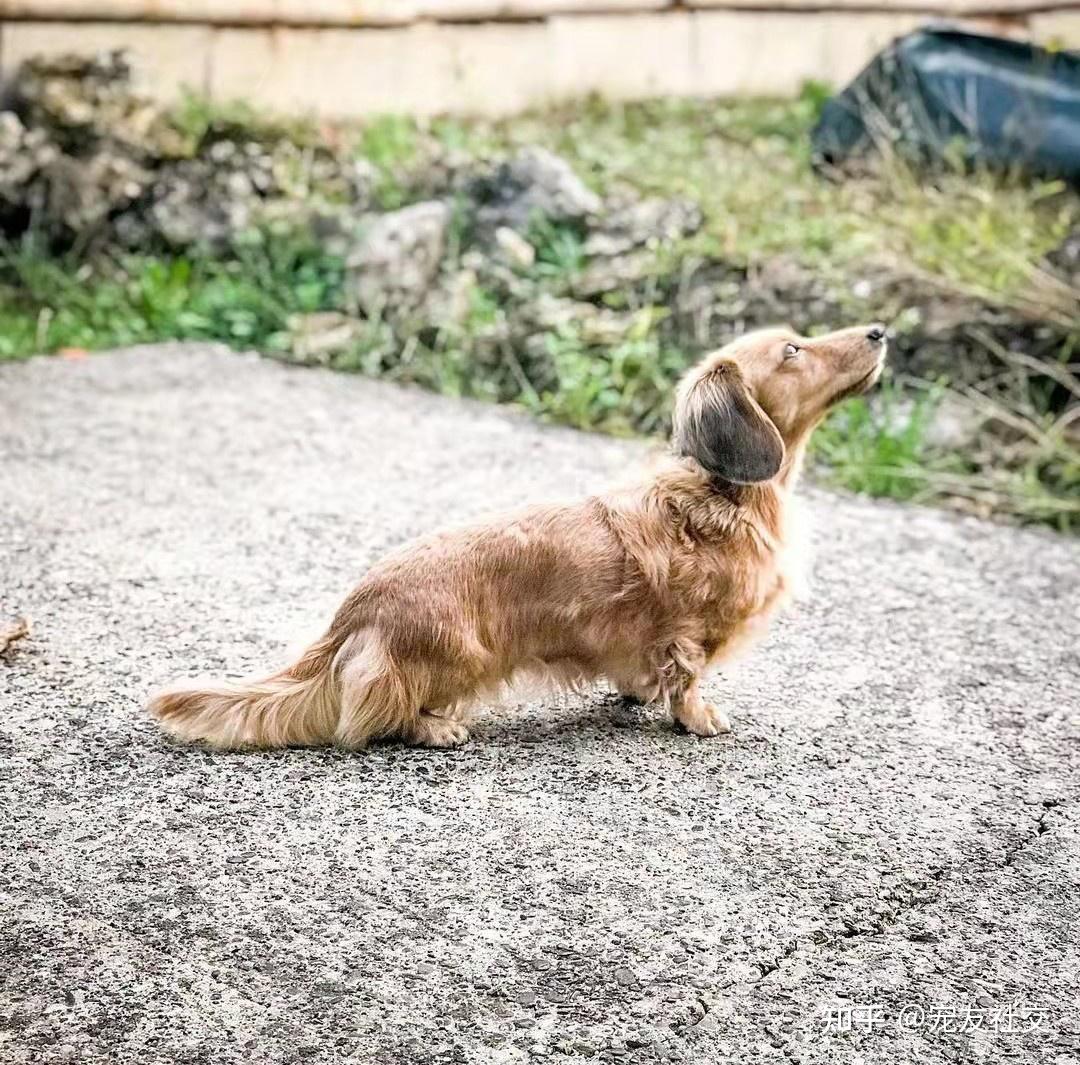 nzpap宠友社交狗狗种类百科奇特身长的狗狗腊肠犬