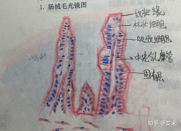 组织学与胚胎学实验报告