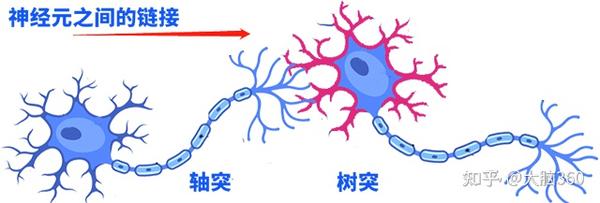 人类的大脑是个微型生物发电站