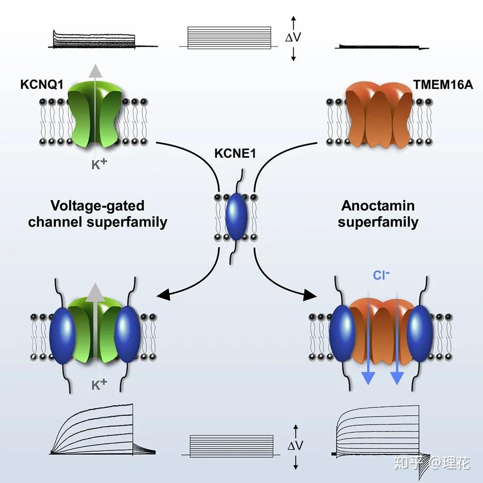 《细胞》杂志上发表关于kcne1是两个不同离子通道超家族的辅助亚基的
