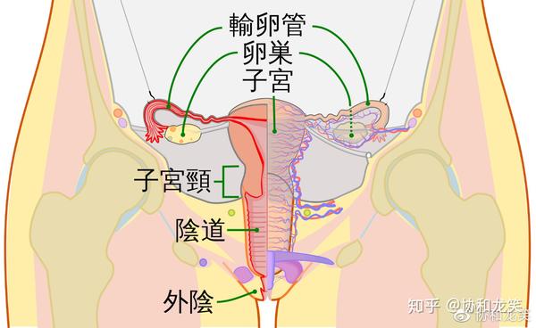 如何拯救脱垂的子宫?