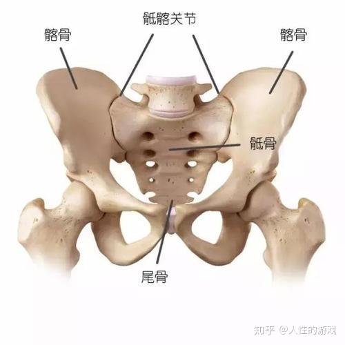 脊柱与脊椎骨盆骶dǐ骨髋kuān骨坐骨耻骨胯骨