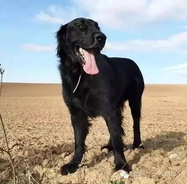 黑色的金毛犬你见过没