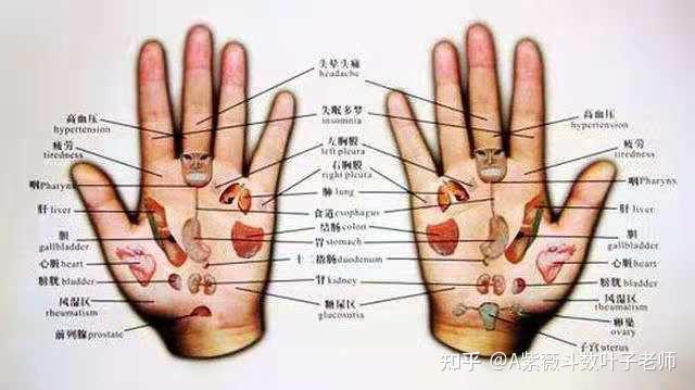 手指对应头面部,手掌部则以手掌中线为轴,将手掌自手指到掌根方向等
