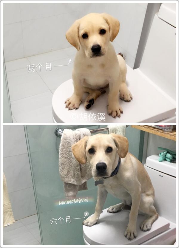 这是一只名叫mica的拉布拉多成长记