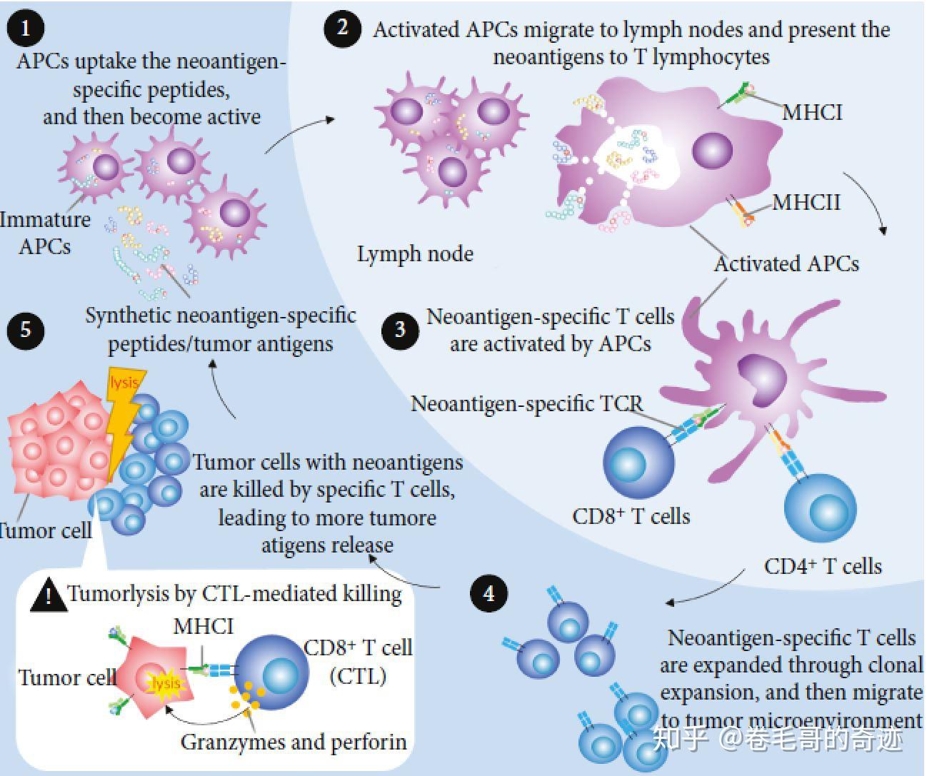 肿瘤新抗原是个啥 知乎
