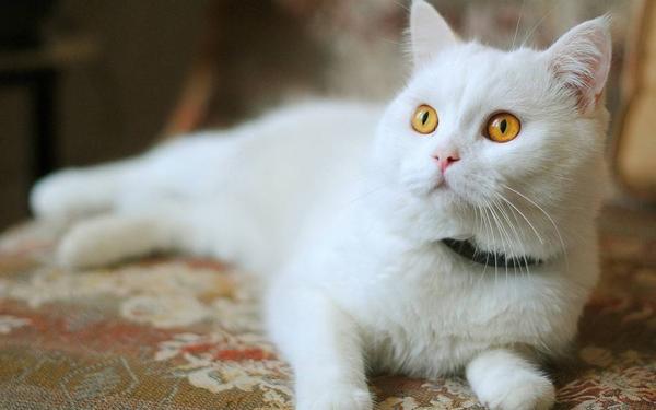 白猫,图片源自网络