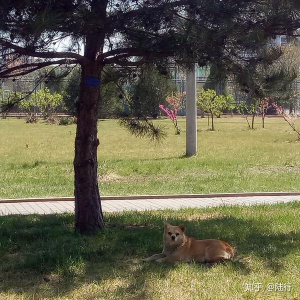 夏天其他狗狗都在实验楼下的大树下聚集乘凉,狗哥一个狗蹲在这颗小树