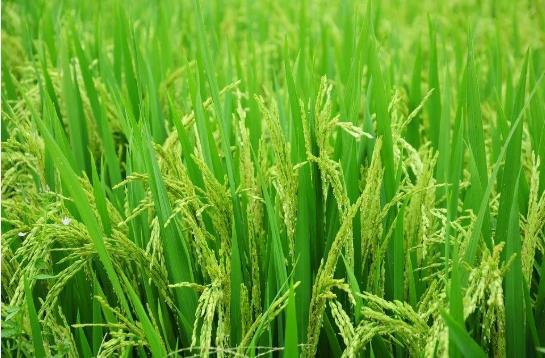 水稻分蘖期田间管理小提议高收增产套餐助您实现高产梦