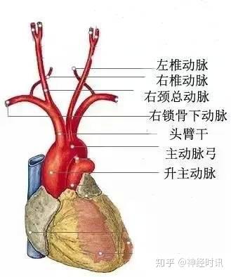 主动脉弓解剖示意图