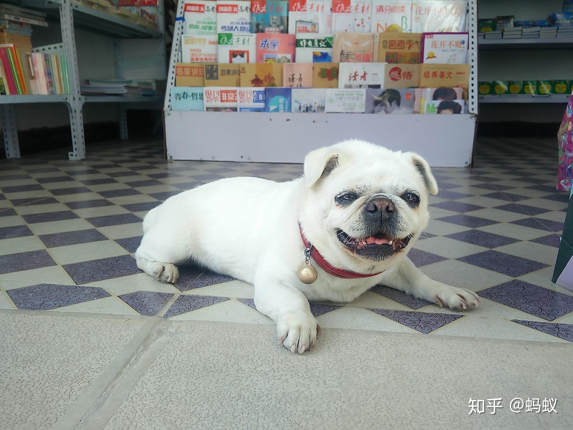 买了一只白色巴哥犬请问是纯的嘛