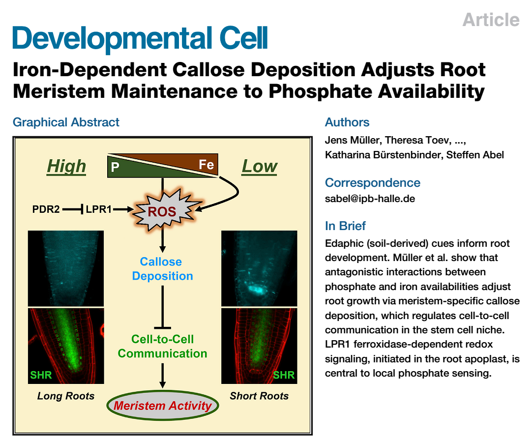 文章, " iron-dependent callose deposition adjusts root meristem