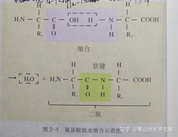 「氨基酸」是什么?