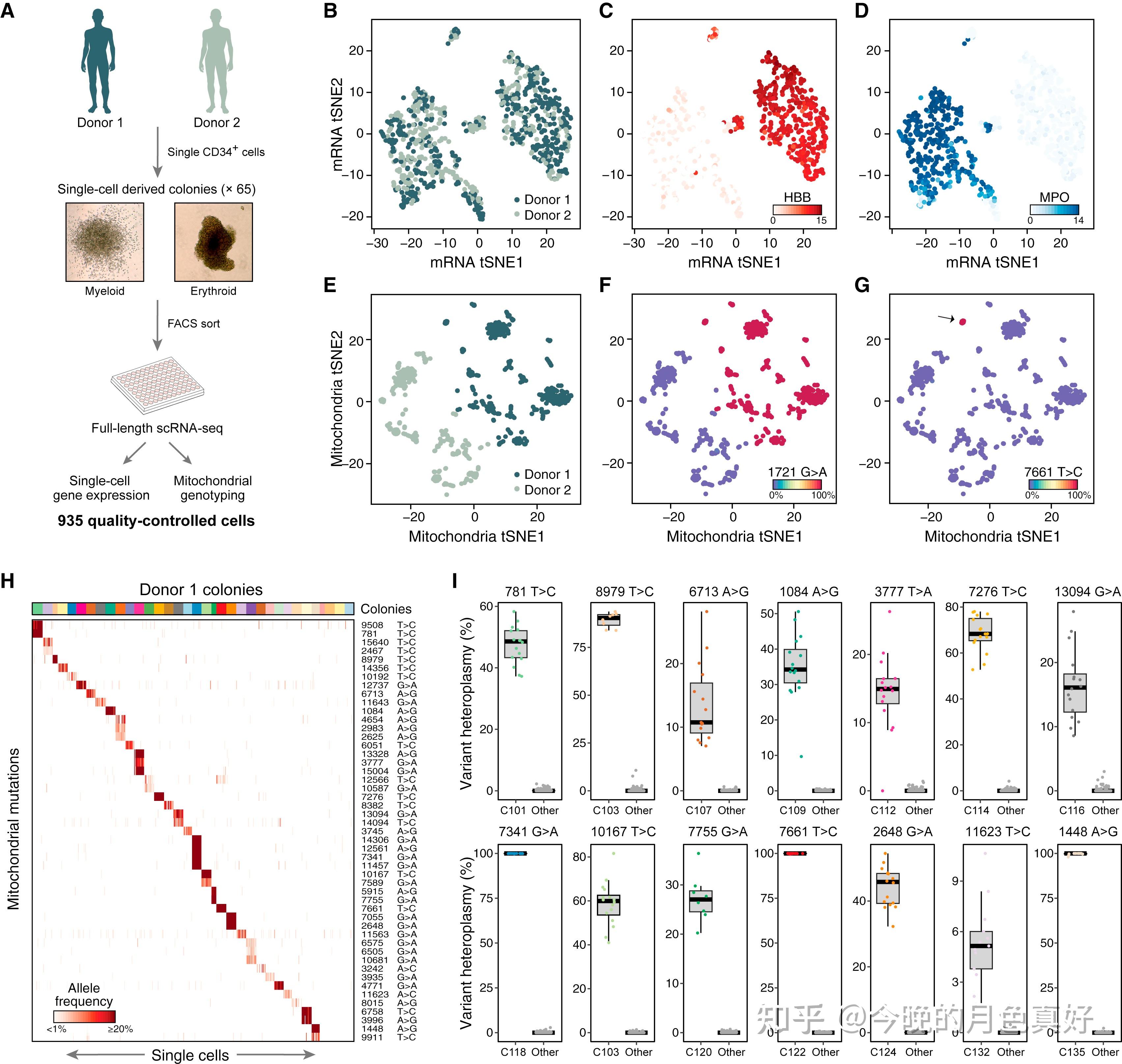 Lineage Tracing In Humans Enabled By Mitochondrial Mutations And Single