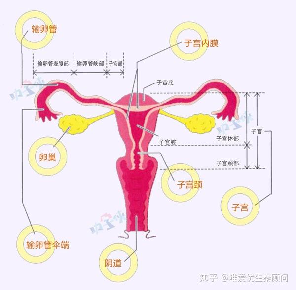 输卵管隐隐作痛是什么原因会影响怀孕吗