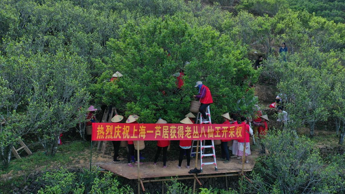 八仙单丛茶——凤凰收山之作