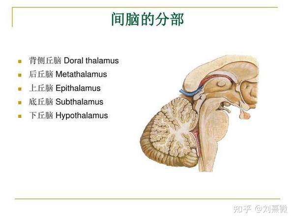 间脑一般被分成丘脑,丘脑上部,丘脑下部,丘脑底部和丘脑后部五个部分