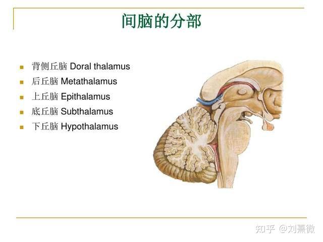 和维持在各种姿势中的平衡,使身体在运动中保持平衡;小脑位于脑桥和