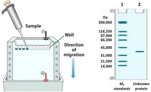 【干货】sds-page(聚丙烯酰胺)蛋白电泳原理详解