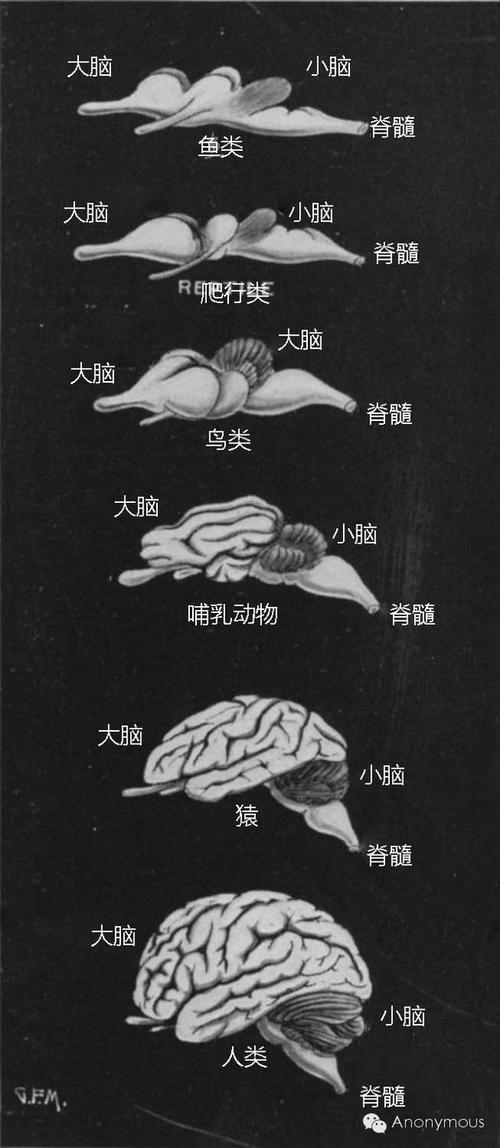 脑是怎样进化的脑的进化有哪些一般趋势