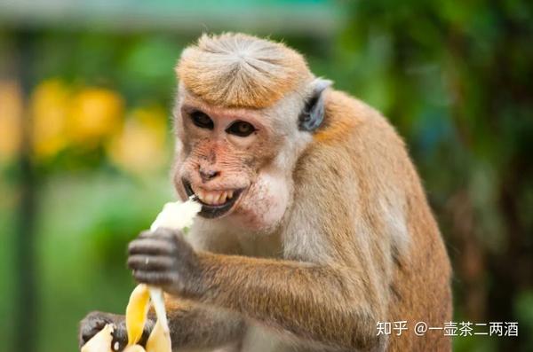 猴子没有"放下"的智慧.人有"放下"的智慧吗?有的人有,有的人没有.